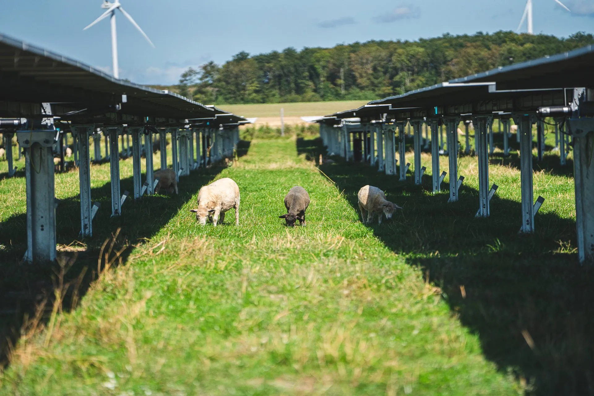 Projekt: Alight – Lidsø solpark